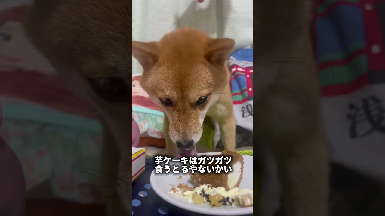 柴犬界隈の5選集めてみた #豆柴