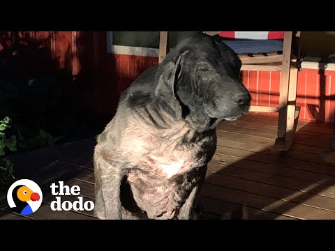 Sick Stray Dog Wanders Up To Random Couple's House | The Dodo