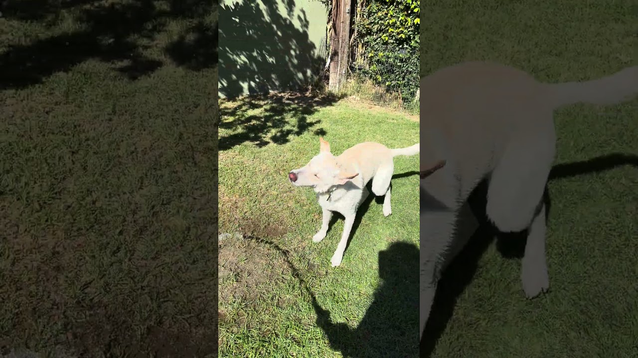 Enlarge Billy, a Adoptable mixed breed in Los Angeles, CA video 5/6