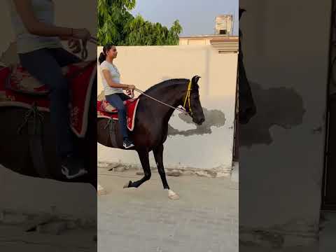 #komalstudfarm
