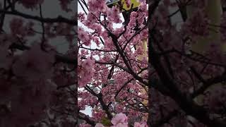 Download lagu NEGERI SAKURA - JEPANG mp3