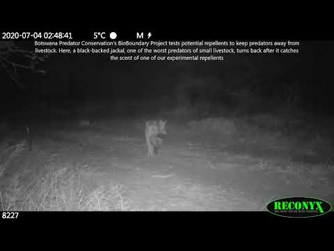 Black-Backed Jackal Deceived Into Turning Back