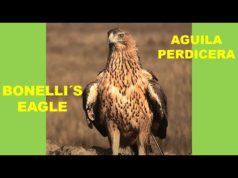 AGUILA PERDICERA | BONELLI'S EAGLE | Aquila fa