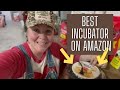 Incubating Chicken Eggs From Start To Finish: Perfect Incubator For Small Homestead Honest Review