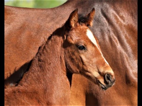 Ninka von Worrenberg, Holst, Dinken x Cascadello I, 10. März 2020, Stutfohlen