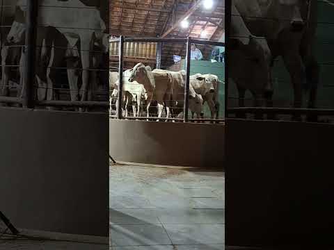 VACAS VENDIDAS LEILÃO DE GADO SÃO FRANCISCO MG