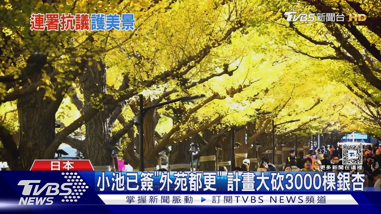 秋冬「金色隧道」!東京都知事選舉 神宮外苑銀杏林成焦點