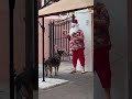 Highly trained bomb sniffing dog vs. Santa mannequin #workingdog #malinois #gsd #smartdog ￼