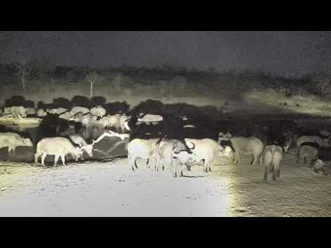 Djuma: Large breeding herd of African Buffalo-Pt:2 - 18:54 - 10/19/18