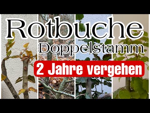 Rotbuche „Fagus sylvatica“ 2Jahre vergehen Bonsai 75/22