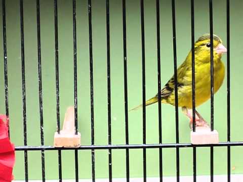 Carduelis Spinus x Canary y (2)