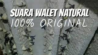 Download lagu 🔴Suara Walet 100% Asli Natural, Suara Walet Gratis!!! mp3 Download lagu 🔴Suara Walet 100% Asli Natural, Suara Walet Gratis!!! mp3