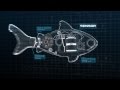 Official Robo Fish Commercial from ZURU