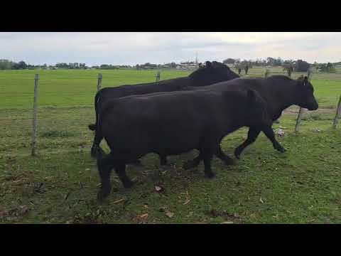 119 107 95 – SANTA JULIA – ABERDEEN ANGUS