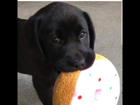 Labrador Compilation - Cute and Funny #18