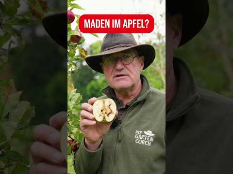 Äpfelschutz vor dem Apfelwickler: Effektive Tipps und Tricks