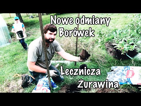 , title : 'Sadzimy w ogrodzie nowe odmiany BORÓWEK oraz LECZNICZĄ ŻURAWINĘ I Inwestujemy w przyszłość⏳'