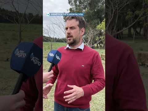 🔥🐂 ¡DE CORRIENTES A TODO EL PAÍS! El toro "Navideño" revoluciona la genética bovina 🇦🇷📈