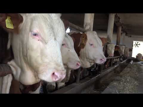 STOČARSTVO  Kako su velike i male farme postale rivali