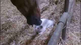 Caballo acariciando a un gato