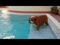 Este bulldog parece tener problemas para entrar en la piscina