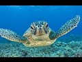 Swimming With Sea Turtles Beautiful Surprises Underwater