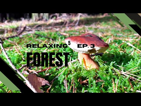 Relaxing⁵ Ep. 3 - Wald