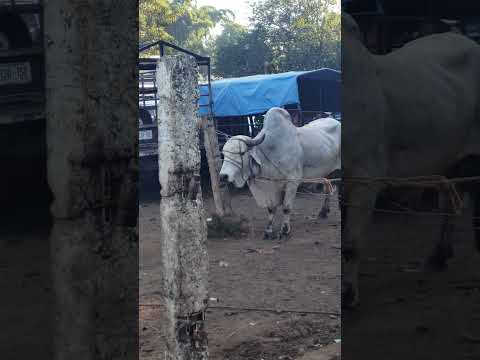 Toro Bravo, Nueva Guadalupe, San Miguel