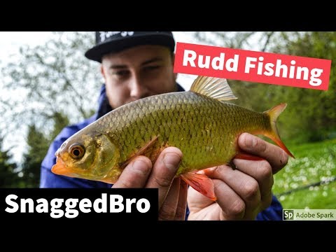 RUDD FISHING - Farm pond - Mereside