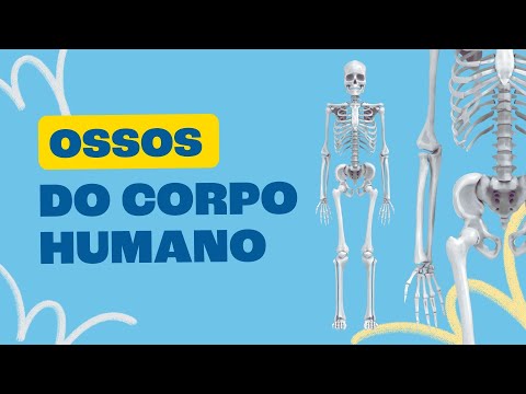 Bones of the Human Body - All Matter