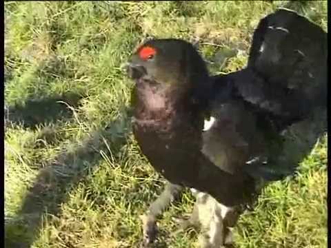 Rackelhahn - Eine schräge Kreuzung aus Birkhahn und Auerhenne