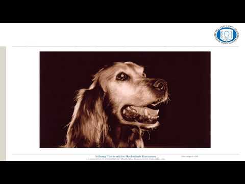 Canine Epilepsy Management with Dr. Holger A. Volk