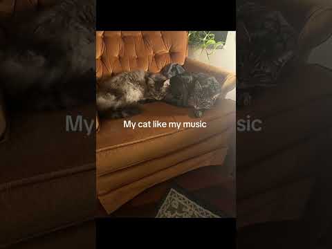 #catsoftiktok #cats #cat #catslovers #musiccats