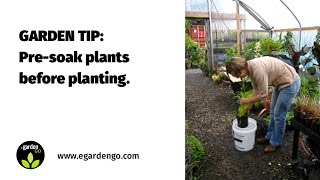 Gardening Tip: Pre-soak Plants Before Planting