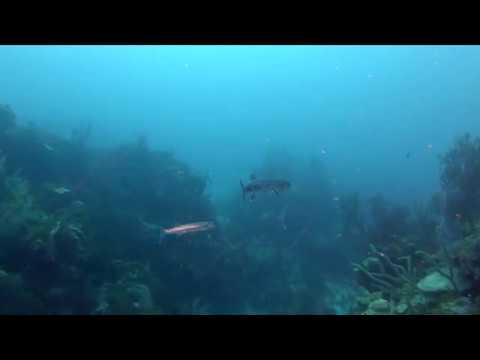 Barracudas (SCUBA Diving Bloody Bay, Negril, Jamaica, January 2020)