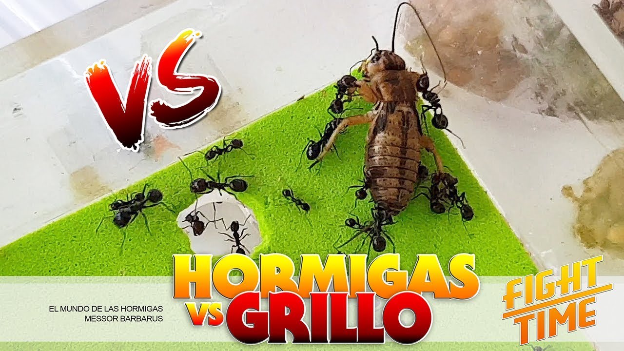HORMIGAS VERSUS GRILLO | OMG ESTA VEZ HA HABIDO BAJAS !