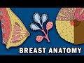 BREAST ANATOMY