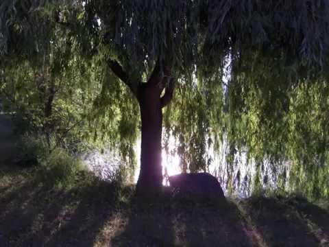 Elgar 'Sospiri' ('Sighs') - Barbirolli conducts