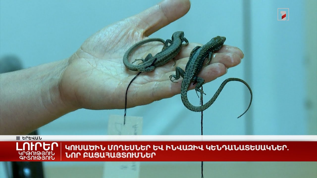 Կուսածին մողեսներ և ինվազիվ կենդանատեսակներ. նոր բացահայտումներ