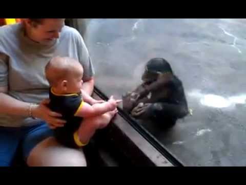 תינוק וגור שימפנזים יוצרים קשר בגן החיות