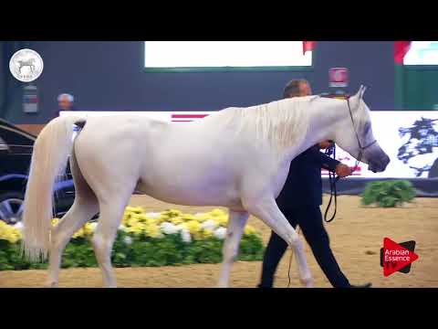 N.50 SM BARIQ - SEWC 2017 - Colts (Class 4B)