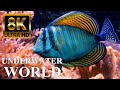 Underwater World 8K ULTRA HD Marine Life Sea Animals And Coral Reef