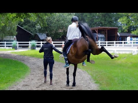Pferd gefährlich beim führen an der Hand – Sensibler Wallach ist extrem empfindlich
