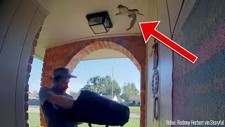 Squirrel launches itself inside home during pizza delivery