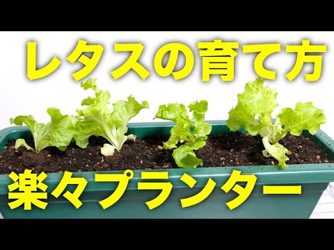 アイスバーグレタスの準備: これが一番おいしい方法です 植物
