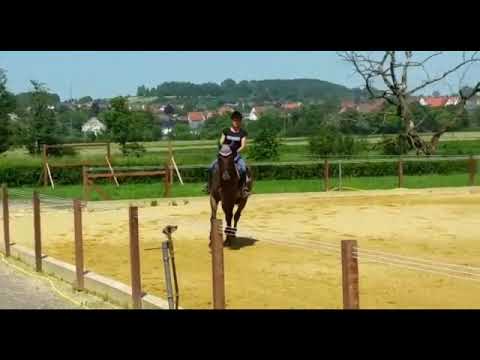 11y. Stute / mare v. Lancerto - Libero / placed 1,25m