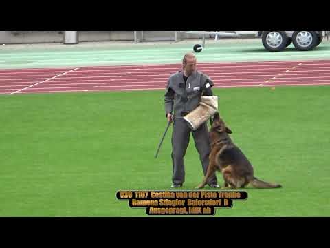 2019 SV BSZS in Nurnberg TSB V30 Costika von der Piste Trophe