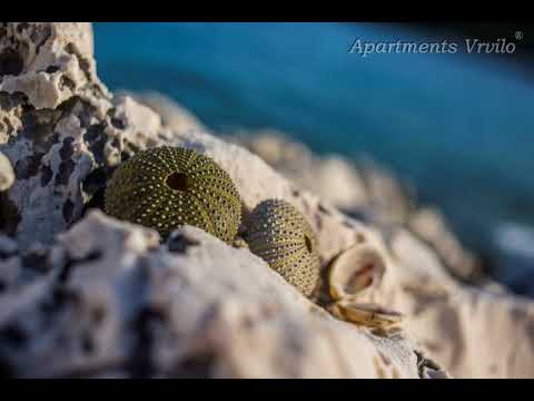 Apartments Vrvilo - Rogoznica,Zečevo - Croatia