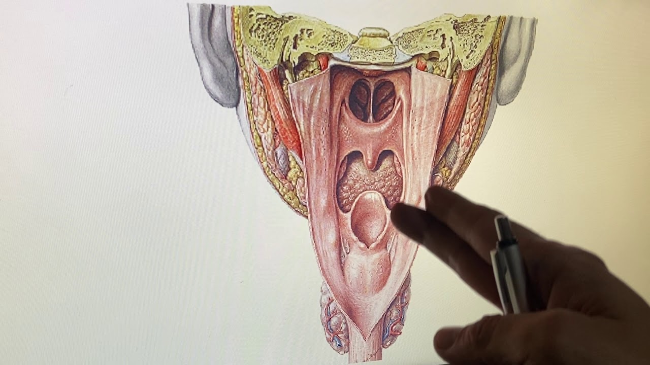 ANATOMÍA DE LA FARINGE PARTE 1