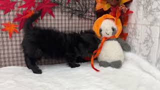 ハーフ犬の動画01